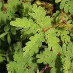 Mimosa skinneri leaf picture by Nelson Zamora Villalobos (cc-by-nc)