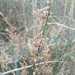 Juncus maritimus flower picture by Maxime Dépinoy (cc-by-sa)