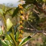 Stillingia lineata flower picture by S. Dufour-Kowalski (cc-by-sa)