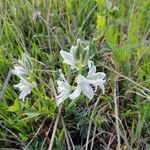 Ornithogalum nutans flower picture by gene (cc-by-sa)