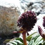 Valeriana pycnantha flower picture by Fabien Anthelme (cc-by-sa)