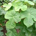 Jatropha podagrica leaf picture by Anand k Mishra (cc-by-sa)