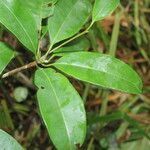 Manilkara zapota leaf picture by Nelson Zamora Villalobos (cc-by-nc)