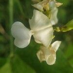 Phaseolus vulgaris flower picture by Rajendra Rajendra Choure (cc-by-sa)