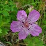 Geranium viscosissimum flower picture by Michael Finch (cc-by-sa)