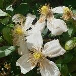 Clematis montana flower picture by Caroline Donovan (cc-by-sa)