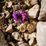 Linaria alpina flower picture by Collodel Andrea (cc-by-sa)