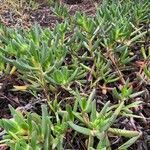 Carpobrotus glaucescens leaf picture by peter grouios (cc-by-sa)