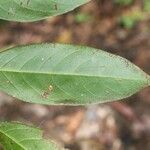 Licania granvillei leaf picture by R. Tournebize (cc-by-sa)