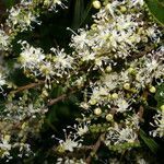 Copaifera aromatica flower picture by Nelson Zamora Villalobos (cc-by-nc)