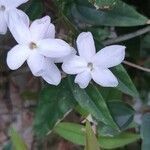 Jasminum officinale flower picture by Emmanuel Breton-Belz (cc-by-sa)