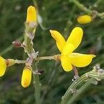 Cytisus oromediterraneus flower picture by Stéphane Mars (cc-by-sa)