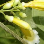 Anemopaegma orbiculatum flower picture by Nelson Zamora Villalobos (cc-by-nc)