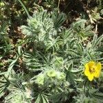 Potentilla hirta habit picture by Daniel Barthelemy (cc-by-sa)