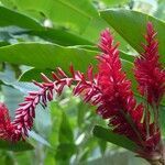 Alpinia purpurata flower picture by Daniel Barthelemy (cc-by-sa)