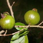 Psidium friedrichsthalianum fruit picture by Nelson Zamora Villalobos (cc-by-nc)