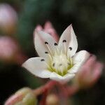 Sedum hirsutum flower picture by Sylvain Piry (cc-by-sa)