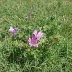 Malva sylvestris habit picture by Antoine Venobre (cc-by-sa)