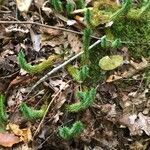 Lycopodium annotinum habit picture by Emma Post (cc-by-sa)