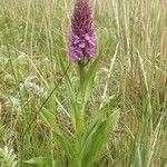 Dactylorhiza praetermissa habit picture by Pierre LEON (cc-by-sa)