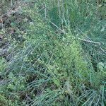 Draba muralis habit picture by Sylvain Piry (cc-by-sa)