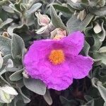 Cistus albidus flower picture by jean-michel lopez (cc-by-sa)