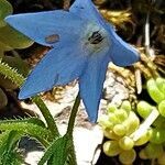 Borago pygmaea flower picture by Sergio costantini (cc-by-sa)