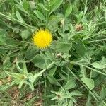 Centaurea sicula flower picture by Martine CHOCHOI (cc-by-sa)