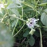 Passiflora morifolia flower picture by cost julio (cc-by-sa)