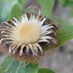 Centaurea pectinata fruit picture by margarida vila (cc-by-sa)