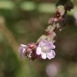 Verbena officinalis flower picture by Béatrice Escande (cc-by-sa)