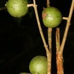 Eugenia siggersii fruit picture by Nelson Zamora Villalobos (cc-by-nc)