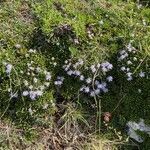 Globularia repens habit picture by Francois Mansour (cc-by-sa)