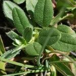 Veronica allionii leaf picture by Béatrice Escande (cc-by-sa)