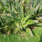 Aloe maculata leaf picture by BERGES CARLOS BERGES (cc-by-sa)