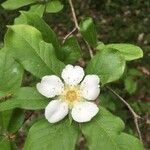 Crataegus germanica flower picture by jp b (cc-by-sa)