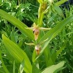 Epipactis gigantea flower picture by Sandy Rowley (cc-by-sa)