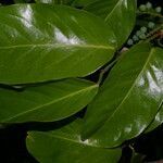 Coccoloba guanacastensis leaf picture by Nelson Zamora Villalobos (cc-by-nc)