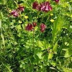 Aquilegia atrata habit picture by Jan Löser (cc-by-sa)