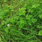 Geranium robertianum habit picture by Vincent Thery (cc-by-sa)