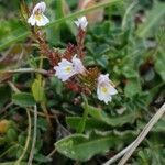 Euphrasia micrantha flower picture by Tom August (cc-by-sa)