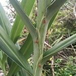 Hedychium coccineum leaf picture by Clément Walter (cc-by-sa)