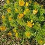 Adonis vernalis habit picture by akire kilbuk (cc-by-sa)