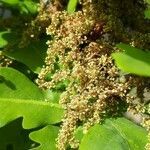 Quercus pubescens flower picture by jacques maréchal (cc-by-sa)