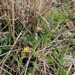 Gagea lutea flower picture by sasko285 (cc-by-sa)