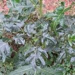 Solanum palinacanthum habit picture by Trap Hers (cc-by-sa)