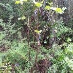 Liriodendron tulipifera habit picture by Eli Small (cc-by-sa)