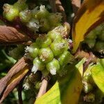 Cuscuta europaea fruit picture by Llandrich anna (cc-by-sa)