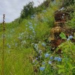 Delphinium leroyi habit picture by susan brown (cc-by-sa)