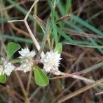 Alternanthera ficoidea flower picture by Rajendra Rajendra Choure (cc-by-sa)